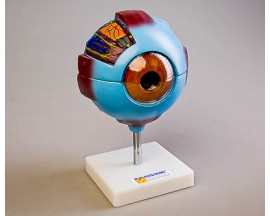 Модель глаза