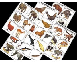 Комплект таблиц по зоологии раздат. "Разнообразие животных. Млекопитающие." (цвет.,лам., А4, 16 шт.)
