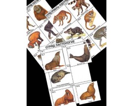 Комплект дидактических карточек: "Систематика и экология млекопитающих" (96 шт., цвет., лам.)