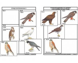 Комплект дидактических карточек: "Систематика и экология птиц" (95 шт., цвет., лам.)