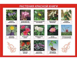 Таблица демонстрационная "Растения Красной книги" (винил 70х100)